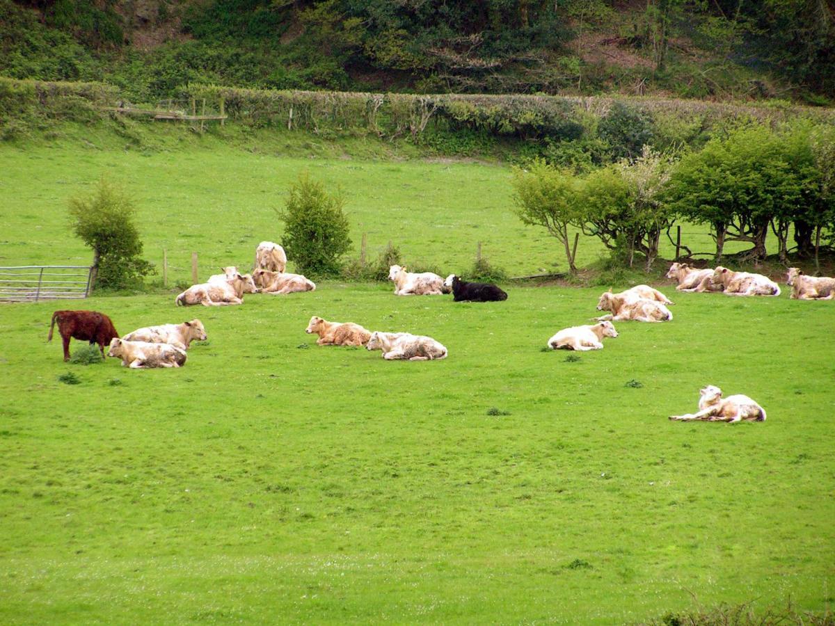 Erw-Lon Farm Panzió Pontfaen Kültér fotó